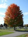 Maplewood_Fall_Color_M.jpg