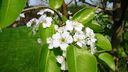 North_Section_Cleveland_Select_Pear_blossoms_M.jpg